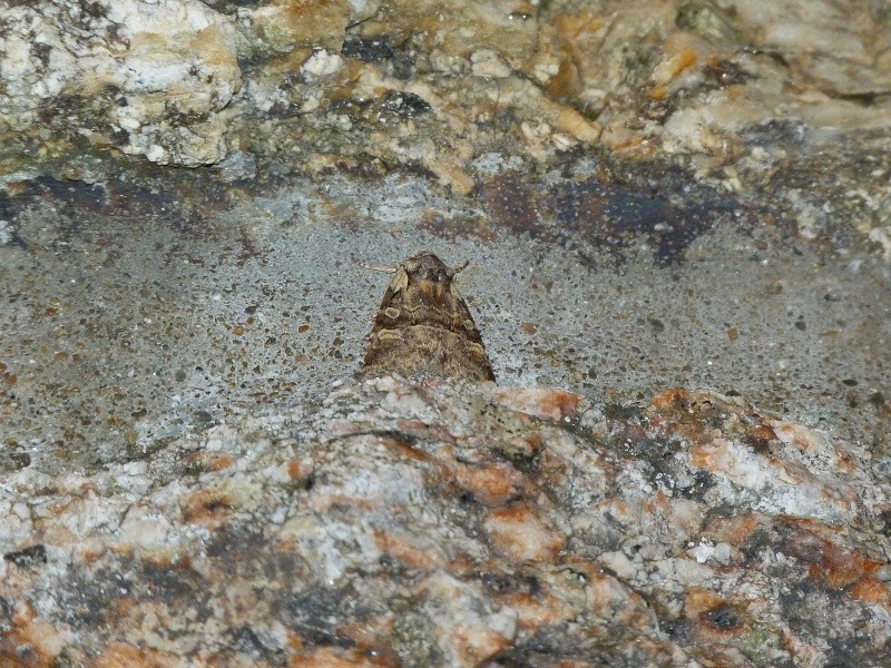 Idaea - Identification Hétérocères? Idaea aversata, Moma alpium, Diarsia brunnea P1160913
