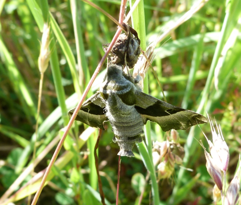 sphinx de l'epilope Sphinx10