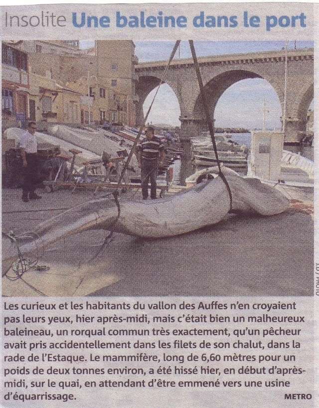 Un baleineau de 6 mètres s'échoue à l'Estaque Un_bal10