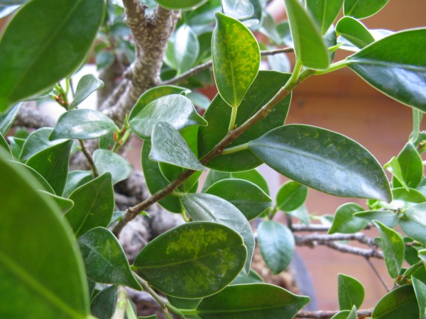 ficus - foglie ficus 313