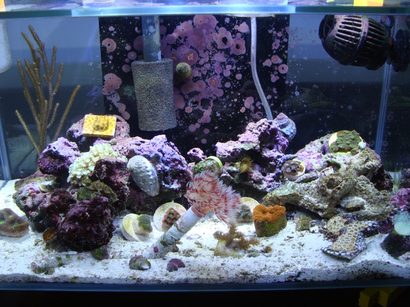 Nick G's 6 Gallon fluval edge reef tank Dsc05759