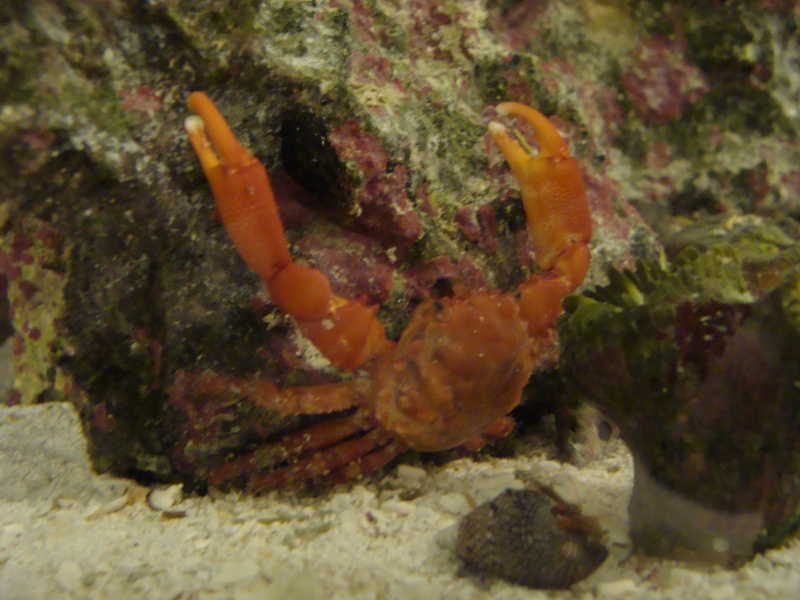 Nick G's 27 Gallon reef tank Dsc05916