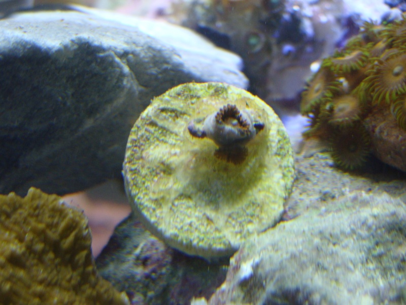 FS: Zoas (inc. space monsters), favia, and leather Dsc06426