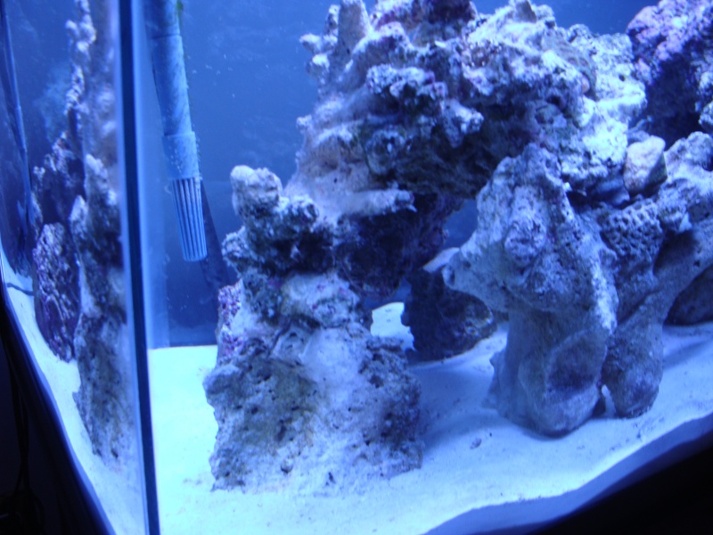 Nicks 56 Gallon Saltwater tank Dsc06513