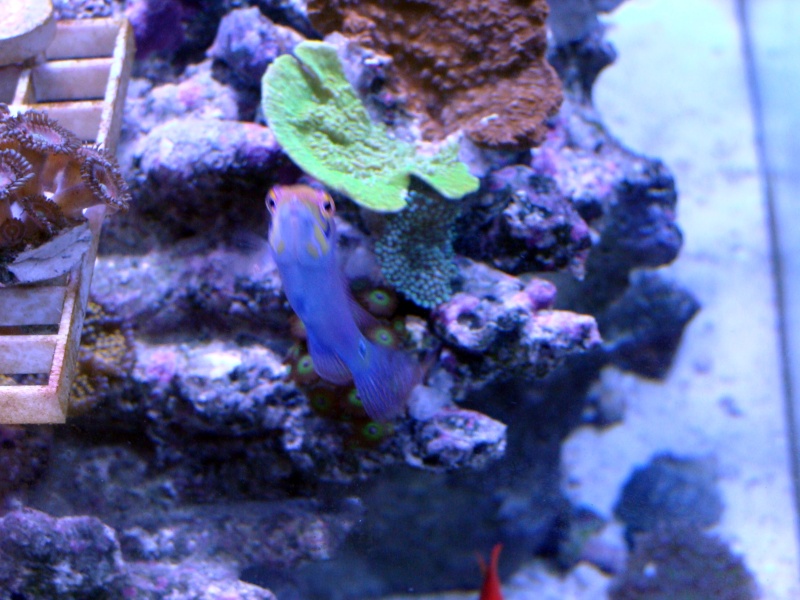 Nicks 56 Gallon Saltwater tank - Page 3 Dsc06827