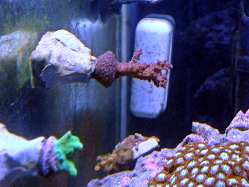 Nicks 56 Gallon Saltwater tank - Page 3 Dsc06834