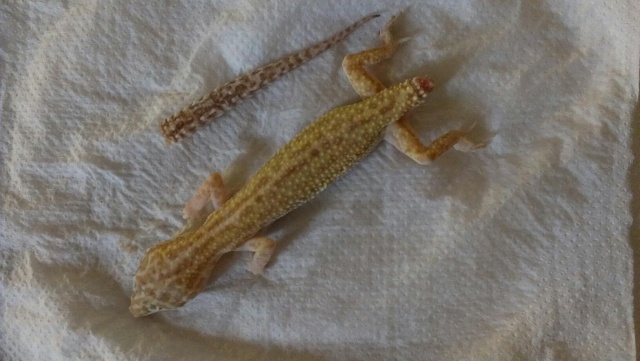 Décès d'une geckotte :( 46516910