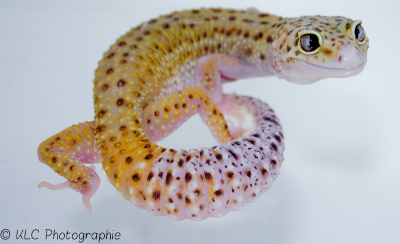 CONCOURS PHOTO: Votre reptile dans son terrarium Img_5710