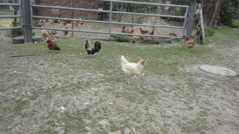 Poulettes à la ferme (; Dsc00312