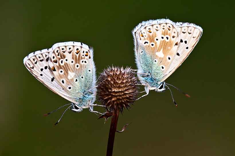Бабочки 13137411