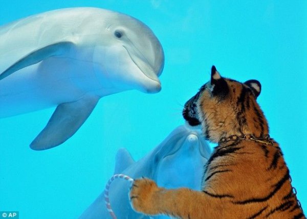 Тигренок и дельфин Tiger-12