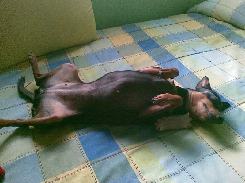Mirar como duerme mi perra jeje 27082010