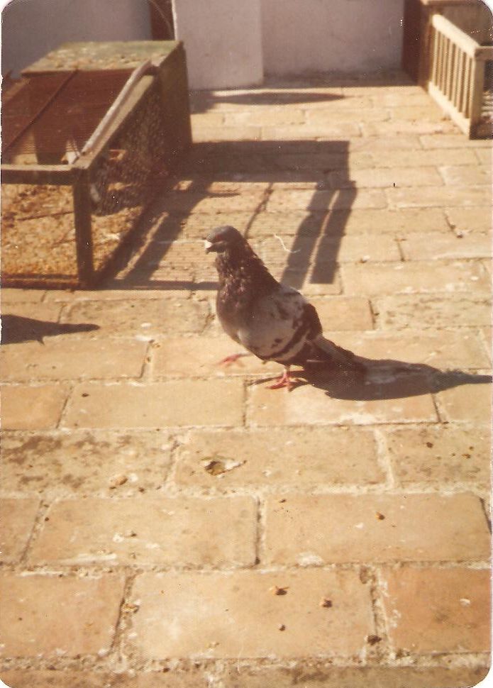 Foto de un palomo antiguo ,, su majestad,,, Palomo17