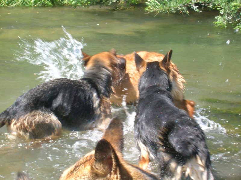 URGENT besoin d'aide pour sauver 5 chiens du couloir de la mort Baigna13