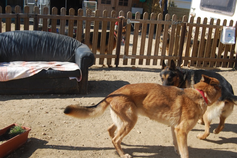 Slim, berger allemand male de 5 ans - asso Bergers sans famille (84) Dsc_0206