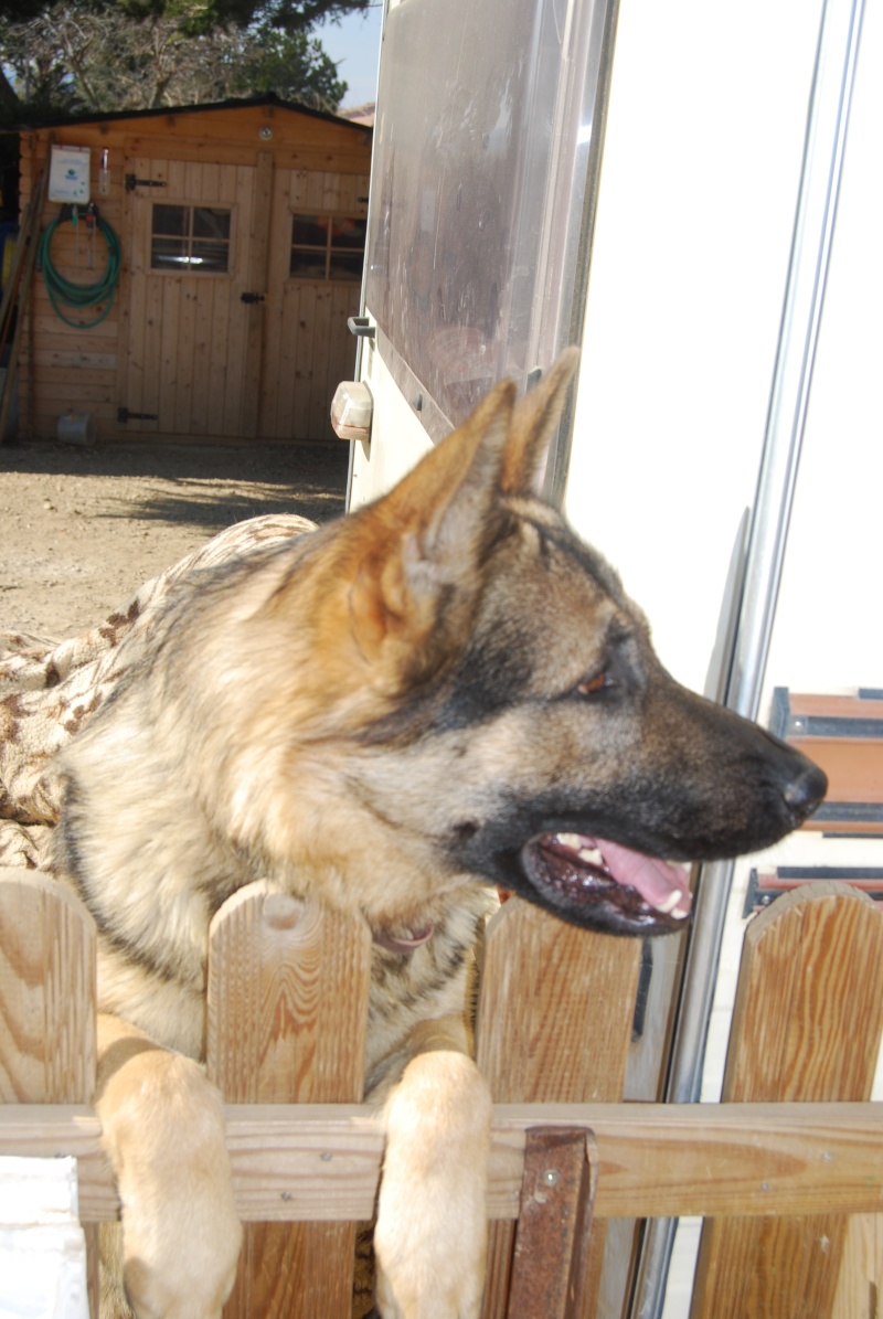 Erzog, type berger allemand gris male de 2 ans et demi - asso Bergers sans famille (84) Dsc_0224