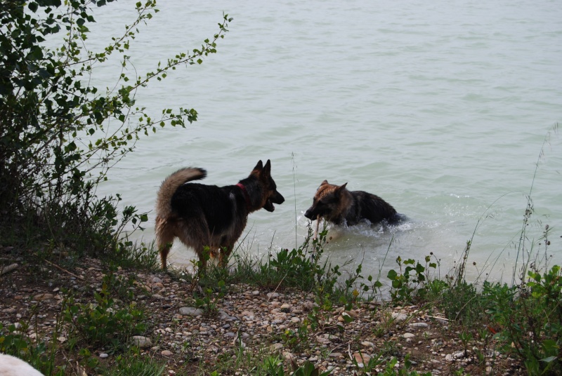 Slim, berger allemand male de 5 ans - asso Bergers sans famille (84) Dsc_0463