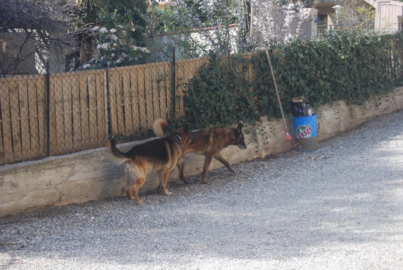 VICK, Malinois mâle, 7.5 ans - ADOPTÉ Loulou13