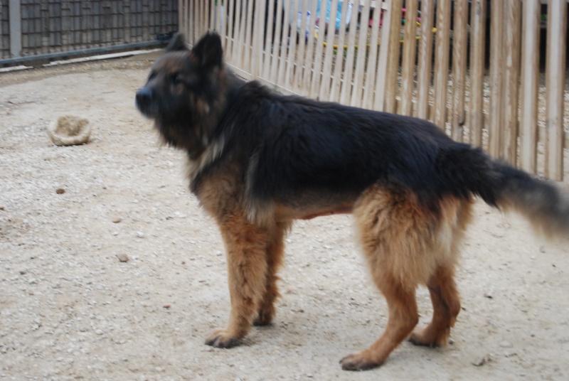 Shane, type berger allemand male de 5/6 ans - asso Bergers sans famille Norman17