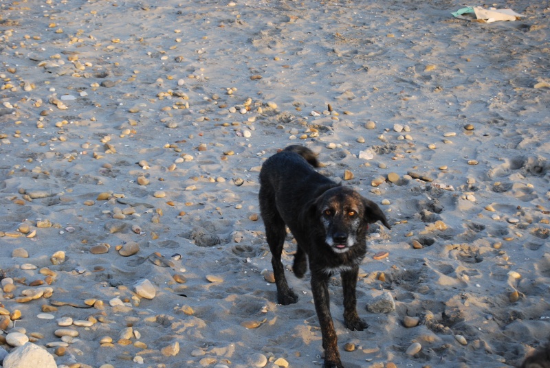 MALEY X griffon 10 ans - sauvé il y a 7 ans en Corse - attend toujours  sa fa definitive -  (84) Sainte23