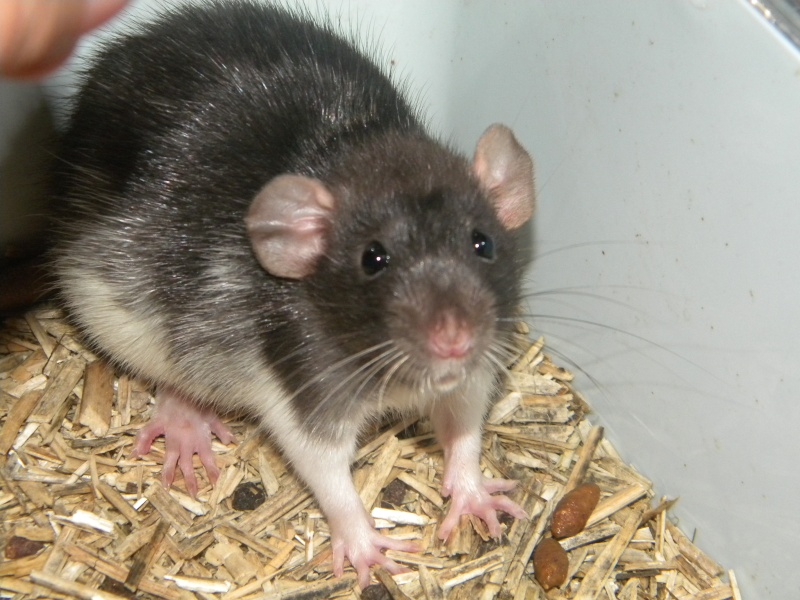 9 ratons a adopté mi aout   Dscn2010