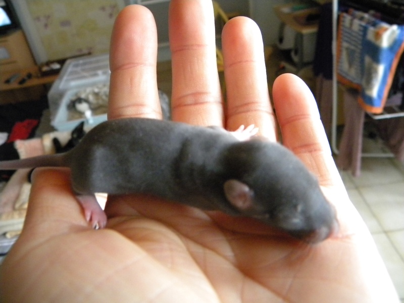 9 ratons a adopté mi aout   Rom_ca10