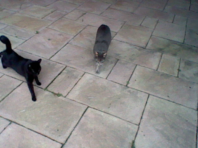 Nos deux chats! Ninted12