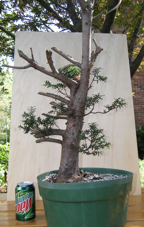 newly-transplanted-yew