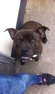 Arnie - 8 month old - Staffy, good with dogs, kids etc - Due to be Put To Sleep (PTS) Arnie13