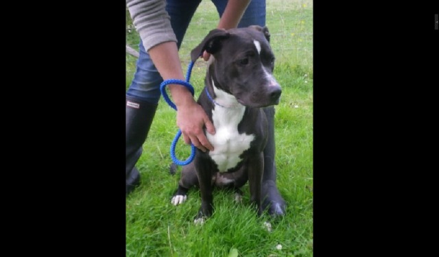 09/07/11 Urgent pound dog list Rosie-11