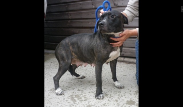 09/07/11 Urgent pound dog list Saffy11