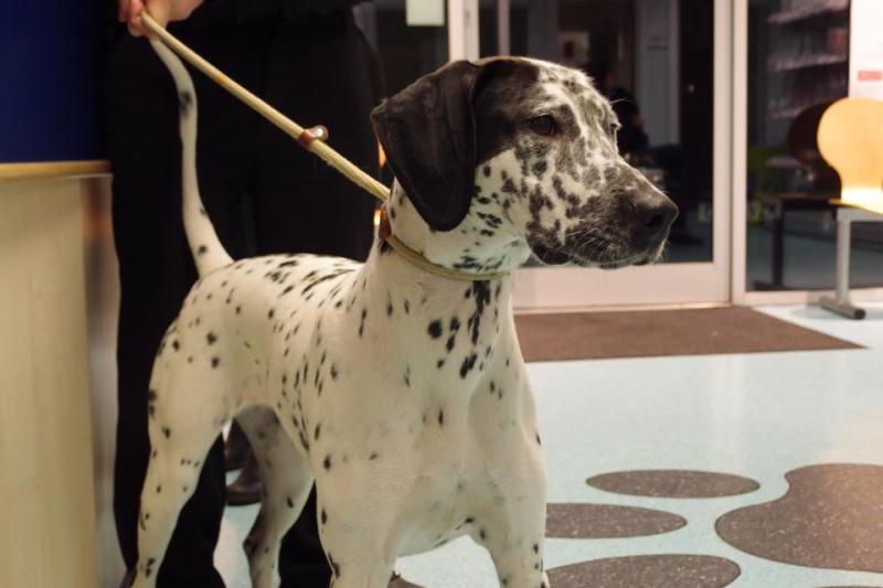 Dalmatian - Stockton on Tees Spot11