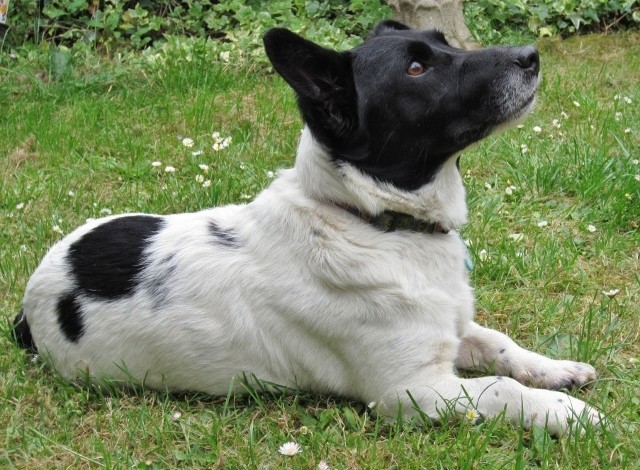 Stan - 16mnth - Jack Russell - South Downs Animal Rescue Stan10