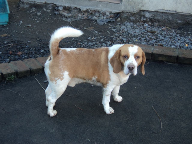 DIOUCK, beagle mâle, 3 ans (59) Dsc01211
