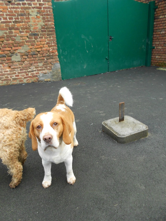 Aidez moi - DIUCK beagle de 4 ans -  asso Vagabond (59) Dscn0117