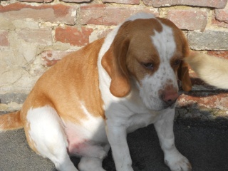Aidez moi - DIUCK beagle de 4 ans -  asso Vagabond (59) Dscn0335