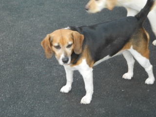Betty femelle beagle, née le 21 septembre 2006 (59) Dscn0511