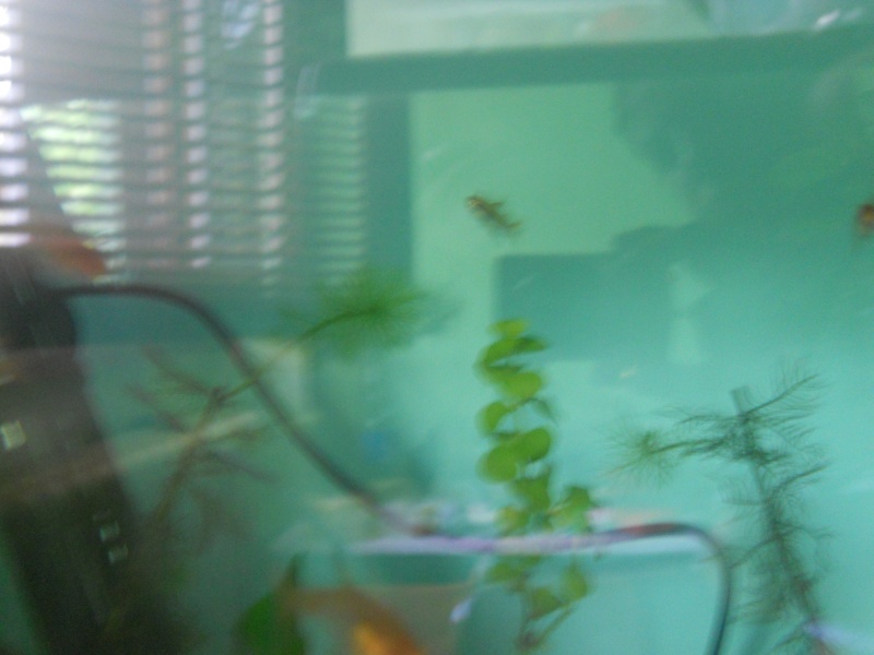 Mes 2 aquarium - Page 3 Dscn0610
