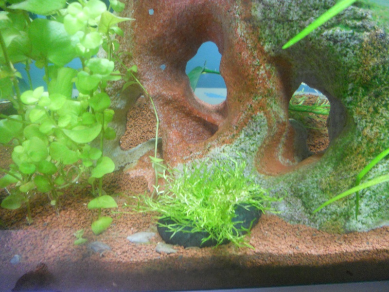 Mes 2 aquarium - Page 3 Vue_2_10