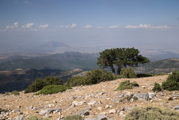 S. nevadense, Sierra de Baza, Pina de la Fuenfria Sp_03311