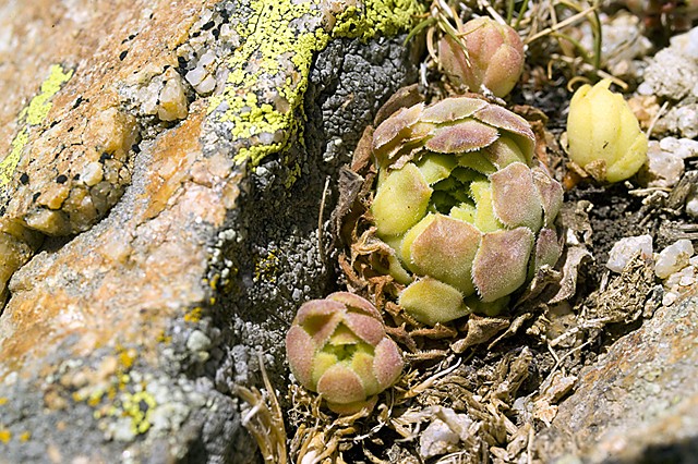 S. cantabricum spec. Sierra de Gredos - Portilla del Rey Sp_07310