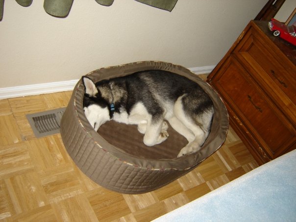 Show me your sleeping husky! Dog_be10