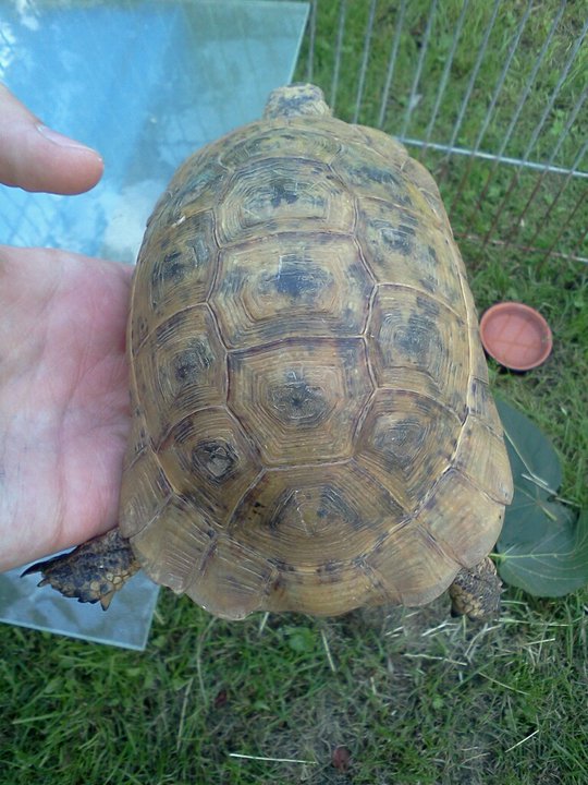 quel est cette tortue ? 22899210