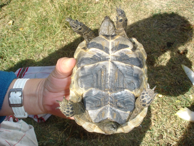 identification de 2 tortues  Tortue12