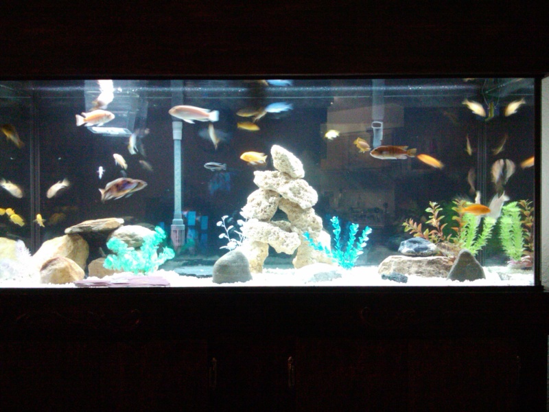 African757: MY 75 GALLON AQUARIUM :African757 2011-111