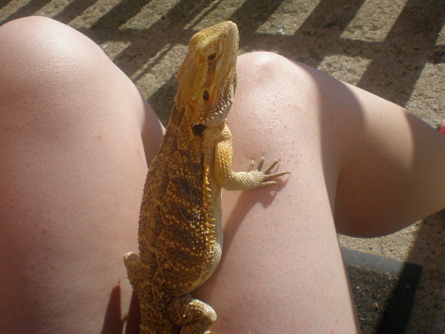 Mes reptiles P5240114