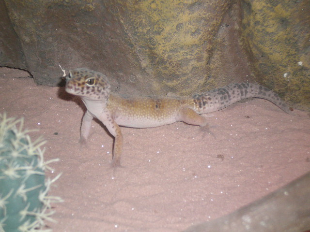 Mes reptiles P6160210