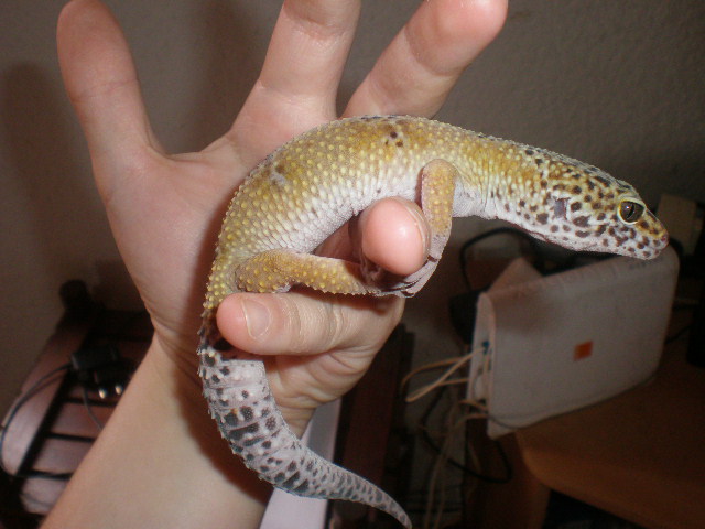 Mes gecko léopard père et fils P9040221