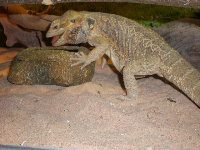 Mes reptiles P9220013