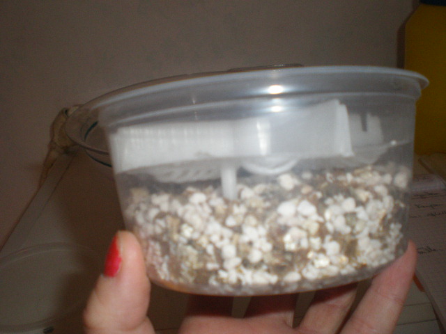 boîte d'incubation gecko Pb040018